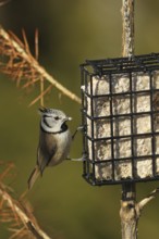 Crested Tit (Lophophanes cristatus) at winter feeding, Allgäu, Bavaria, Germany