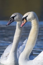 Mute swan (Cygnus olor), fish ponds, Güssing, Burgenland, Austria