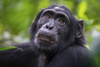 Animal portrait, chimpanzee (Pan Troglodytes) looking longingly, hopeful, adult male between leaves