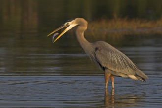 Great Blue Heron (Ardea herodias), Florida, USA