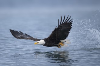 Bald Eagle (Haliaeetus leucocephalus) hunting, Alaska, USA