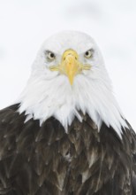 Bald Eagle (Haliaeetus leucocephalus), Alaska, USA
