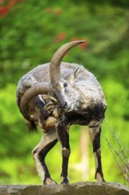 Bharal (Pseudois nayaur), standing on a rock, Bavaria, Germany