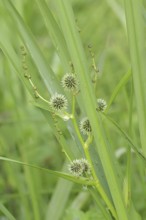 A branched hedgehog cattail or simplestem bur-reed (Sparganium erectum), inflorescence, North
