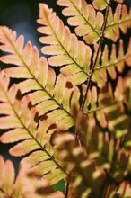 Red veil fern (Dryopteris erythrosora)