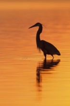 Great Blue Heron (Ardea herodias), Florida, USA