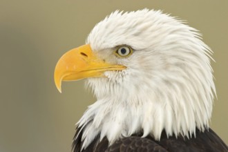 Bald Eagle (Haliaeetus leucocephalus), Alaska, USA