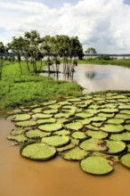 Victoria or Giant lilies (Victoria boliviana) on the Amazon River, Brazil