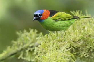 Red-necked Tanager (Tangara cyanocephala) perched on a branch in the Atlantic Rainforest of Brazil