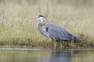 Great Blue Heron (Ardea herodias), British Columbia, Canada
