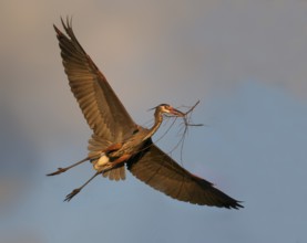 Great Blue Heron (Ardea herodias) flying, Ohio, USA