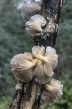 Branched oyster fungus (Pleurotus cornucopiae), Emsland, Lower Saxony, Germany
