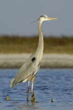 Great Blue Heron (Ardea herodias), Texas, USA