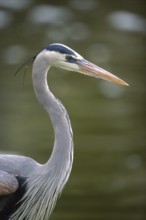 Great Blue Heron (Ardea herodias), Arizona, USA