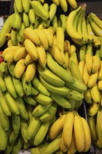 Ripe and unripe bananas (Musa), Bavaria, Germany