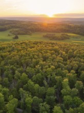 A forest and fields, illuminated by the warm light of the sunset, forest pasture project,