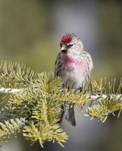 Common Redpoll (Acanthis flammea), Saskatchewan, Canada