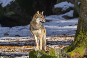 European gray wolf (Canis lupus lupus) standing in a forest in winter, snow, Bavaria, Germany