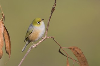 Silvereye (Zosterops lateralis), Victoria, Australia