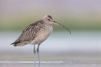 Eurasian curlew, curlew, (Numenius arquata), snipe family, biotope, habitat, food cue Salalah,