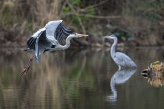 Grey heron (Ardea cinera), flying over water, Vienna, Austria