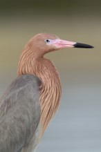 Reddish Egret (Egretta rufescens), Florida, USA