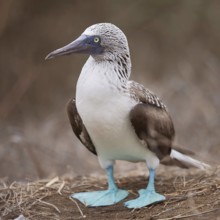 Blue-footed Booby (Sula nebouxii), Ecuador
