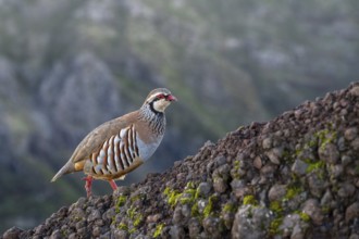 Red-legged partridge (Alectoris rufa), Madeira, Portugal