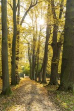 Alley with bridge in autumn, park of Hermsdorf Castle, Ottendorf-Ockrilla, Saxony, Germany