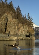 Bald Eagle (Haliaeetus leucocephalus) catching fish, Alaska, USA