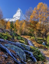 Hiking trail on the Riffelalp with golden yellow larches and Matterhorn 4478m in autumn, Zermatt,