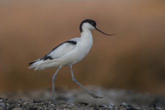 Pied Avocet (Recurvirostra avosetta), Schleswig-Holstein, Germany