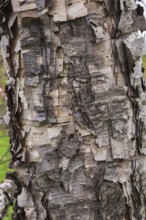 Close-up of Betula davurica, Birch tree trunk in spring, Quebec, Canada