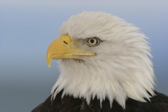 Bald Eagle (Haliaeetus leucocephalus), Alaska, USA