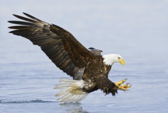 Bald Eagle (Haliaeetus leucocephalus) flying, Alaska, USA