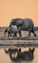 African elephant (Loxodonta africana), mother with young, at the waterhole, reflection, at sunset,