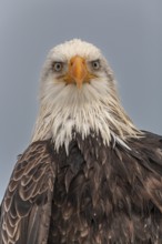 Bald eagle, Haliaeetus leucocephalus, portrait, adult, winter, Homer, Alaska, USA
