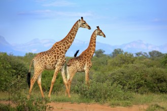 Two giraffes near the forest, Drakensberg Mountains in the background . Green vegetation with big