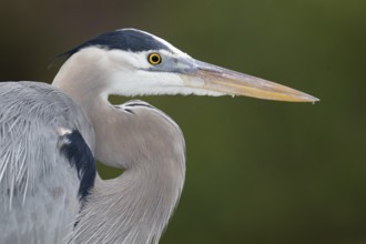 Great Blue Heron (Ardea herodias), Florida, USA