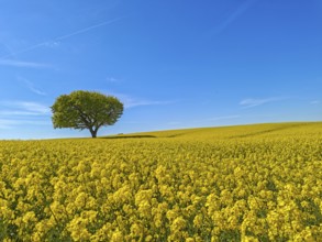 Single deciduous tree in a flowering rape field in spring, eastern hill country, landscape