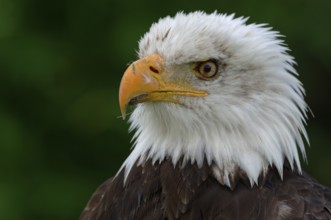 Bald Eagle (Haliaeetus leucocephalus), North Rhine-Westphalia, Germany
