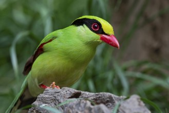 Common Green Magpie (Cissa chinensis chinensis), Yunnan, China