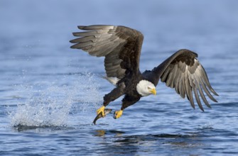 Bald Eagle (Haliaeetus leucocephalus) hunting, with fish prey in its claw, Alaska, USA