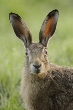 European Hare (Lepus europaeus) adult portrait, North Rhine-Westphalia, Germany