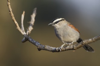 Black-crowned Tchagra - Senegaltschagra - Tchagra senegalus ssp. cucullatus, Morocco