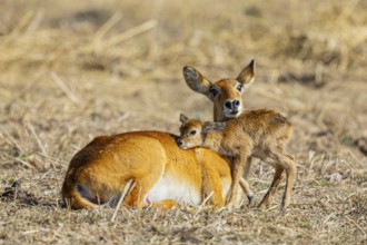 Puku (Kobus vardoni) female with new born fawn Zambia August