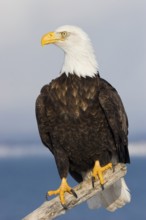 Bald Eagle Haliaeetus leucocephalus Homer, ALASKA, USA February Adult Accipitridae