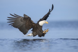Bald Eagle (Haliaeetus leucocephalus) hunting, Alaska, USA