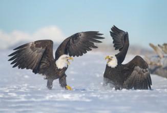 Bald Eagle (Haliaeetus leucocephalus) calling, perched on snow, Alaska, USA