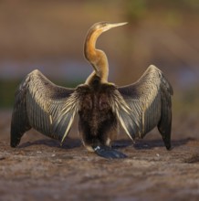 African darter (Anhinga rufa), Marakissa River Camp / Canoe tri, Marakissa, South Bank, Gambia